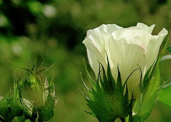 棉花开花季节是什么时候？如何正确识别棉花的花期？