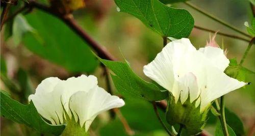 棉花是一年生还是多年生植物？如何区分？