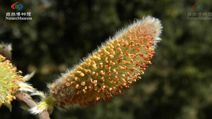 棉花属于锦葵科棉属植物吗？它是怎样的一种植物？