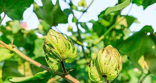 棉花属于种子植物吗？它的生长周期是怎样的？