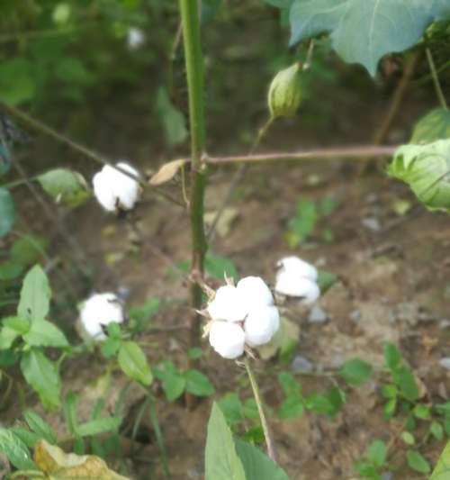 棉花种植对土壤有何要求？如何选择合适的土壤？