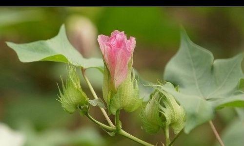 棉花是草本植物吗？棉花的植物分类有哪些特点？