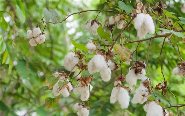 棉花原产地在哪里？全球棉花种植历史与分布解析？