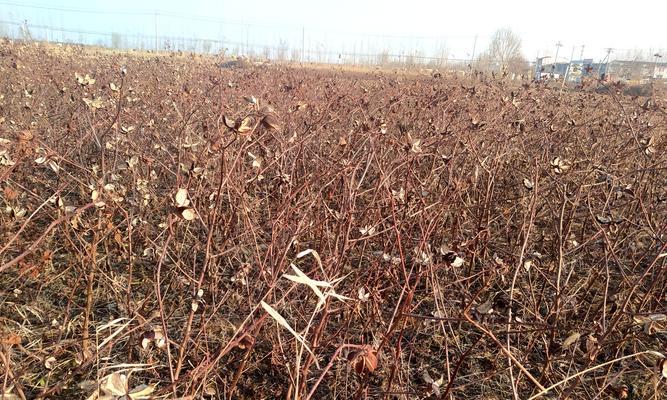 棉花原产地在哪里？全球棉花种植历史与分布解析？