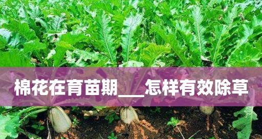 棉花留种的最佳方法是什么？留种过程中应注意哪些问题？