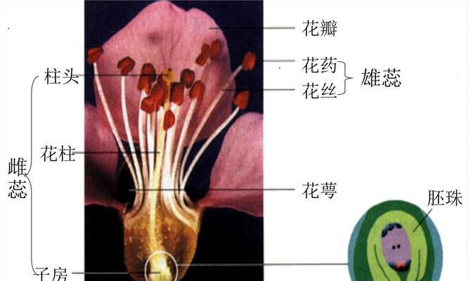 棉花摘心的最佳时间是什么时候？如何进行摘心操作？