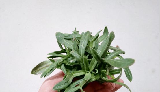 面条菜什么时候种植最好？种植方法有哪些常见问题？