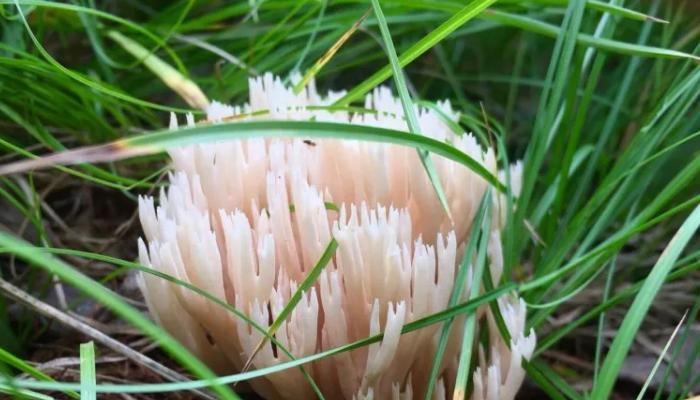 蘑菇的根可以食用吗？食用蘑菇根的安全性和方法是什么？