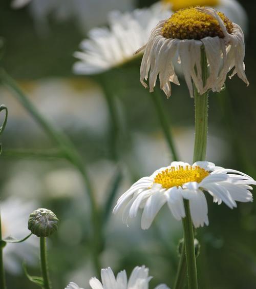 白菊花代表什么？白菊花的花语有哪些含义？