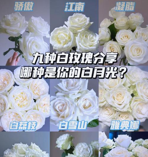 情人节白玫瑰与红玫瑰有何区别？各自的含义是什么？