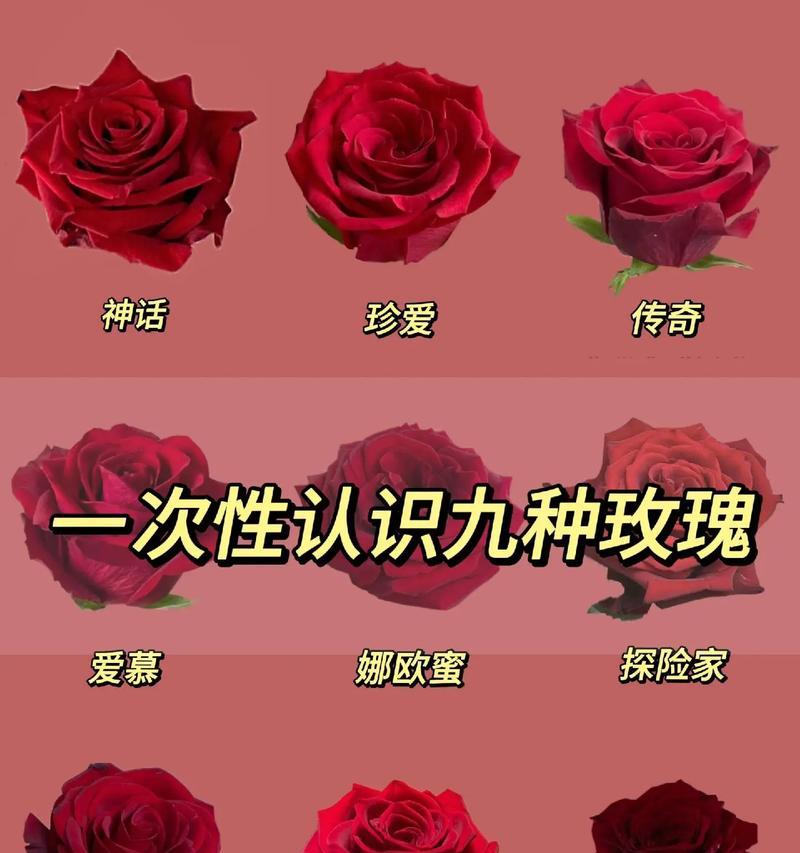 398朵玫瑰花的象征意义是什么？如何用图片表达这种意义？