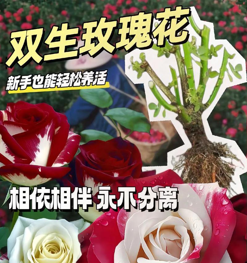 两朵白玫瑰的含义是什么？图片中如何表达这一花语？