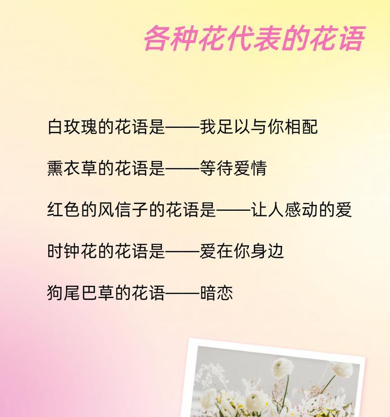 情人节白玫瑰代表什么意思？如何理解这种花语的含义？