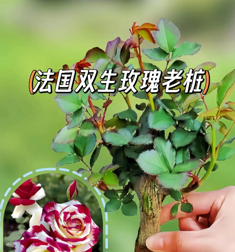 女孩买玫瑰花的寓意是什么？