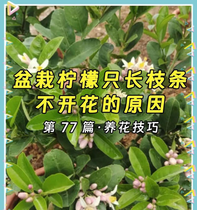 柠檬树结果需要多长时间？