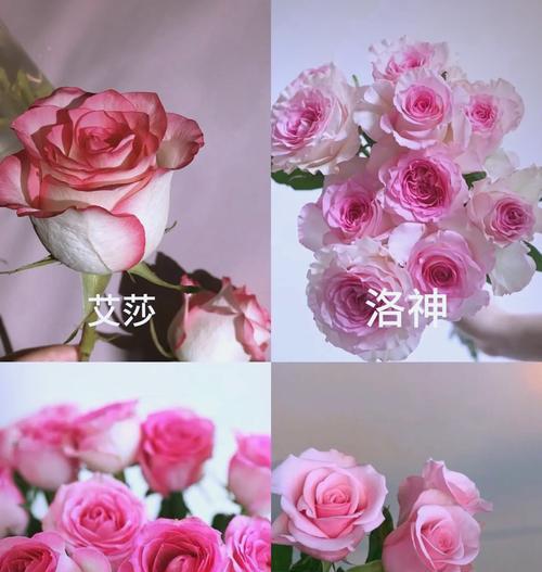 儿子送父母玫瑰花几朵合适？268朵玫瑰花代表什么动物？