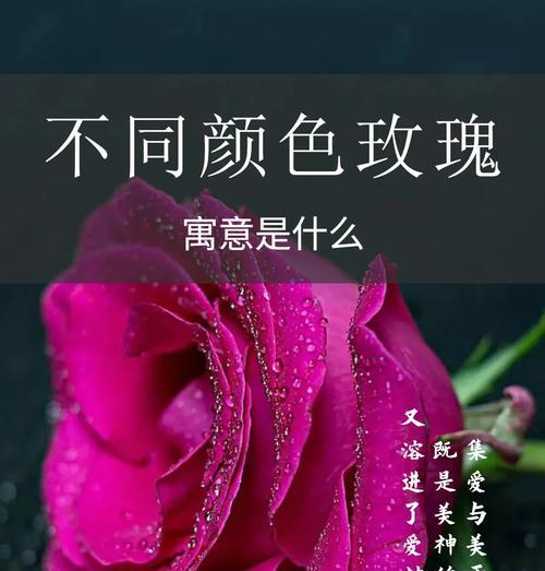 女生给自己买玫瑰花是什么意思？这背后有何寓意？