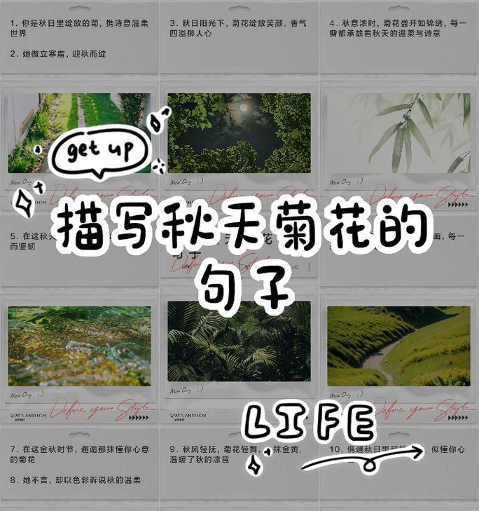 300字描写菊花的句子大全有哪些？如何简单概括？