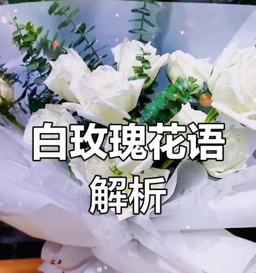 白玫瑰的花语是什么？与其他玫瑰有何不同？