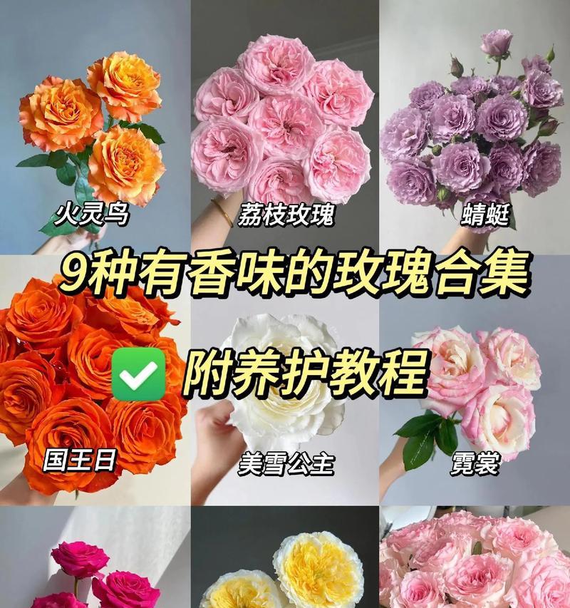 在网上买的花大概多久开花玫瑰