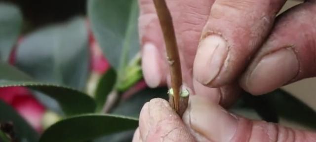 茶花能嫁接在月季花上吗图片大全视频