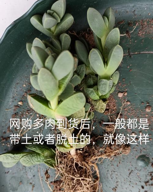 网购多肉植物后如何正确种植？有哪些注意事项？