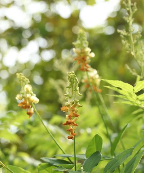 疙瘩是什么植物？这种植物的生长环境和特点是什么？