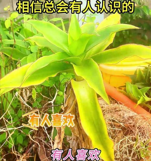 植物长的很奇怪的植物叫什么？如何识别和养护？