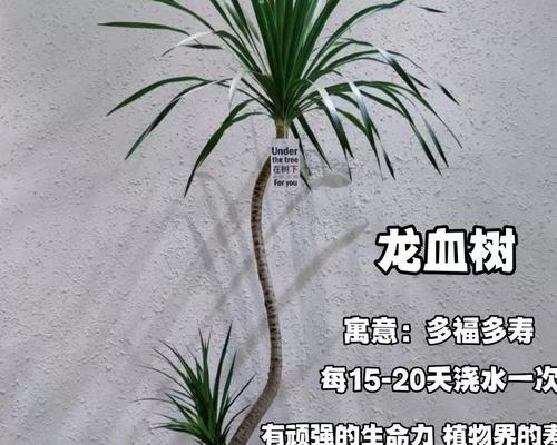 除甲醛植物有哪些？哪些植物能有效净化室内空气？