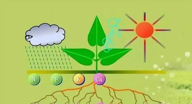 哪些植物能吸收硫？如何利用植物净化土壤？