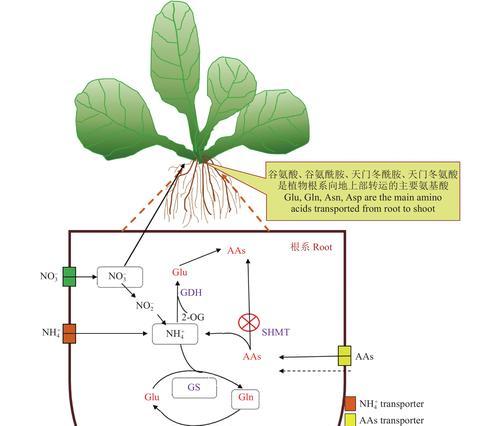 哪些植物能吸收硫？如何利用植物净化土壤？