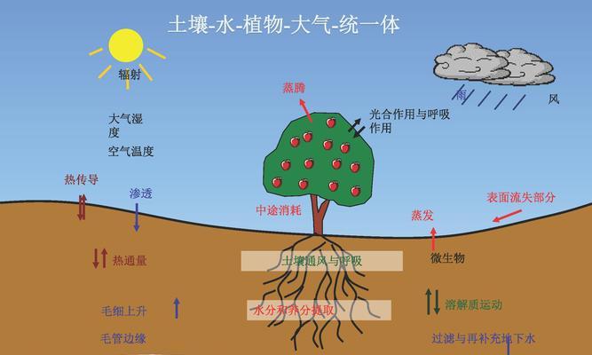 哪些植物能吸收硫？如何利用植物净化土壤？