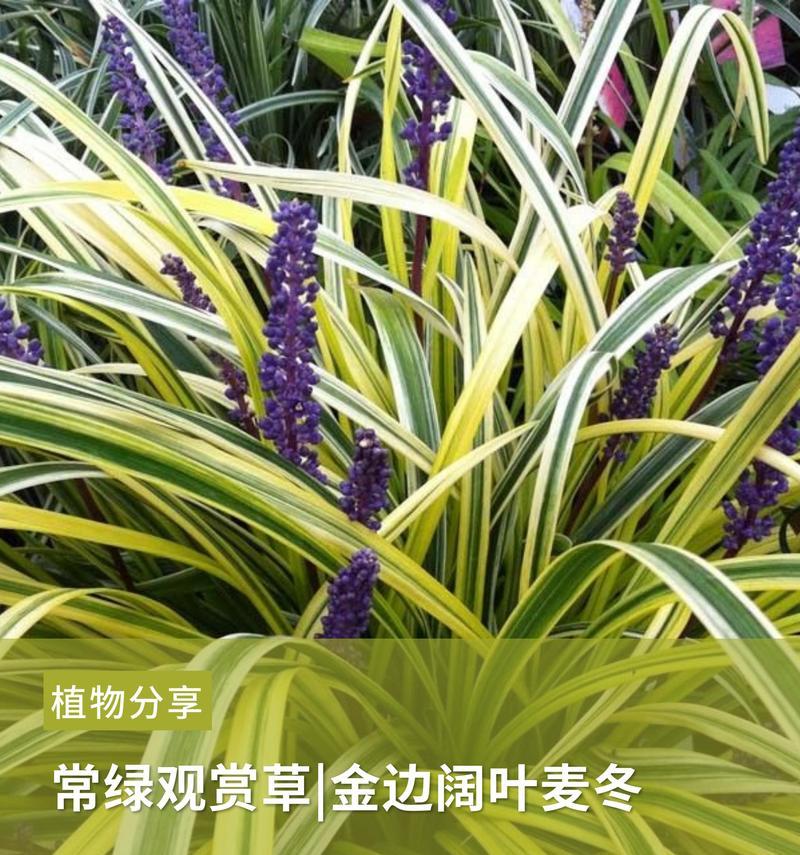 植物材质通常由什么材料制成？植物材质的特性有哪些？