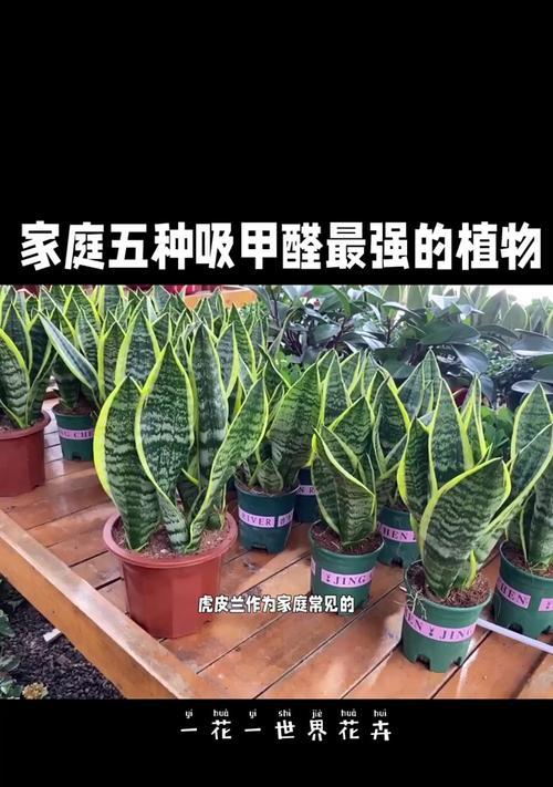 花卉植物去甲醛的方法是什么？哪些植物能有效净化室内空气？