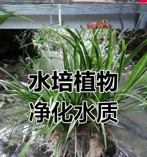 鱼缸里适合种植哪些植物？如何保持植物健康生长？