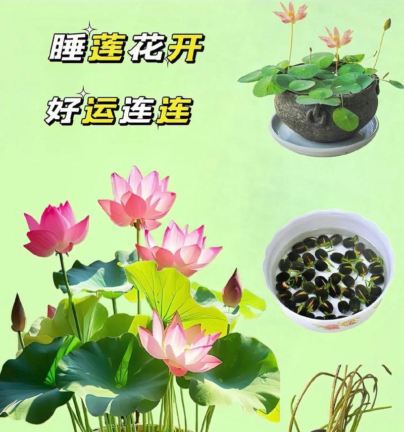 鱼缸里适合种植哪些植物？如何保持植物健康生长？