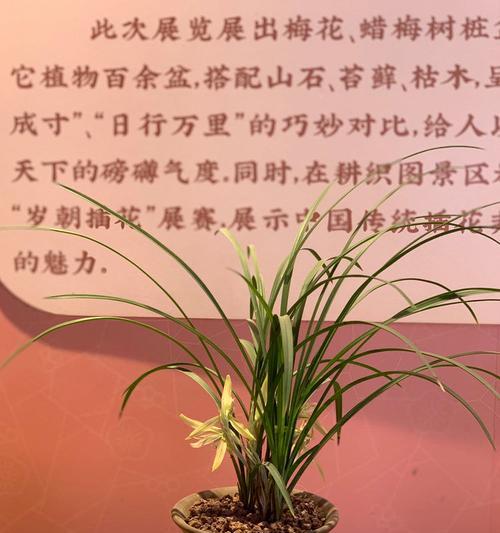 颐和园的植物树木有何独特之处？如何识别它们的种类？