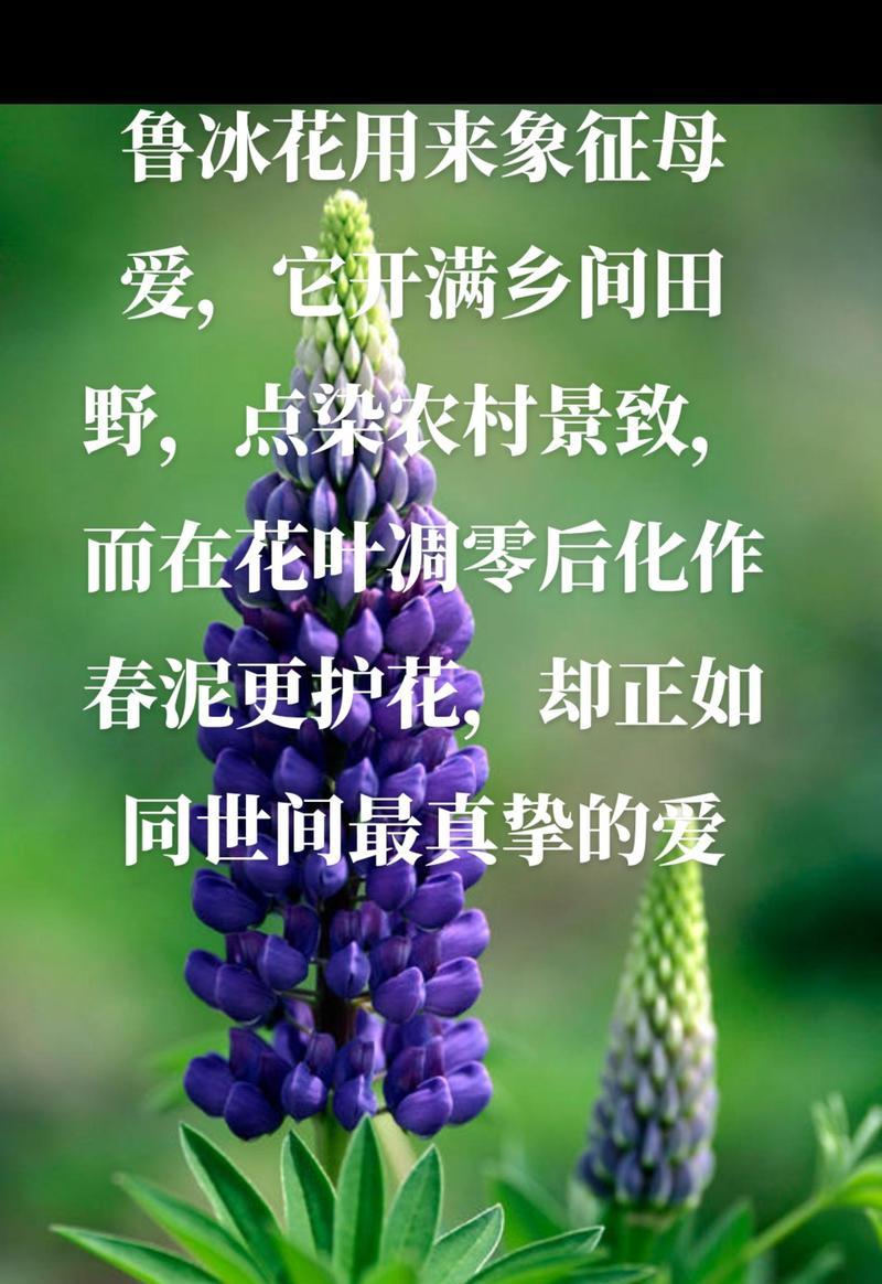 植物花卉的正确拼音读法是什么？常见植物花卉的拼音有哪些？