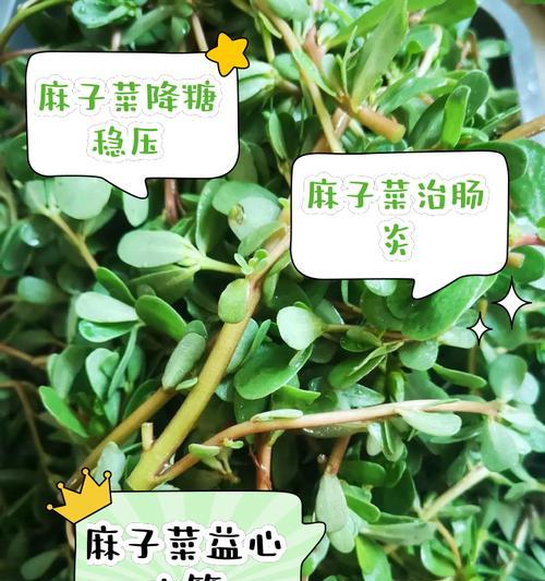 麻子属于哪种植物？麻子的特性有哪些？