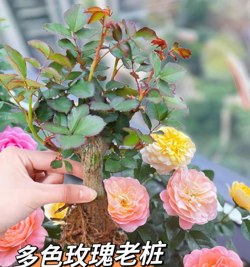 玫瑰植物怎么养殖？玫瑰的养护技巧有哪些？