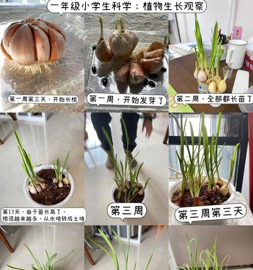 如何绘制植物观察记录画报？有哪些步骤和技巧？