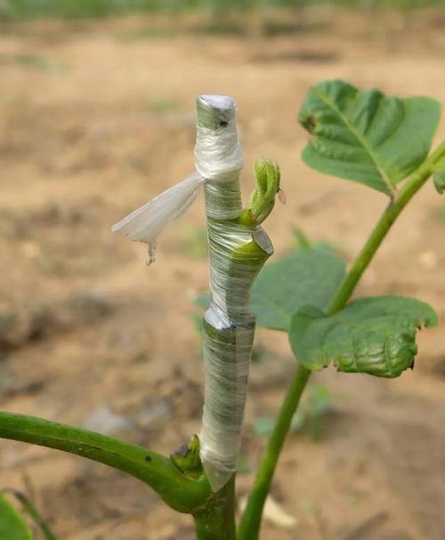 桃树嫁接李子树会开花吗？遇到问题该如何处理？