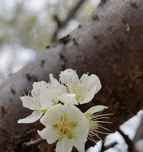 桃树嫁接李子树会开花吗？遇到问题该如何处理？