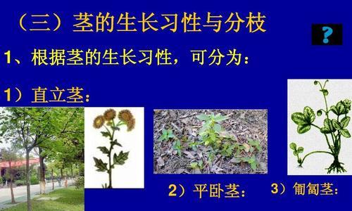 什么植物根茎会缠绕？它们的生长习性是怎样的？