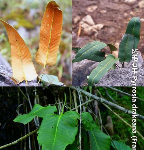 什么植物根茎会缠绕？它们的生长习性是怎样的？