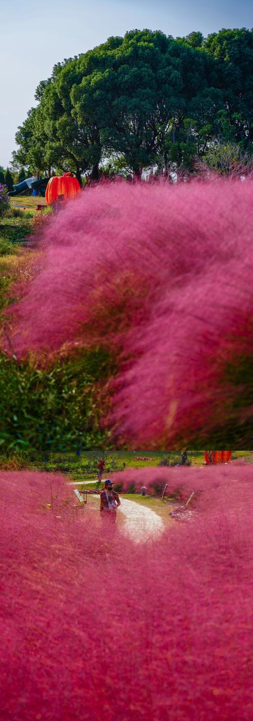 安徽附近有哪些粉黛花卉市场？它们的特色是什么？