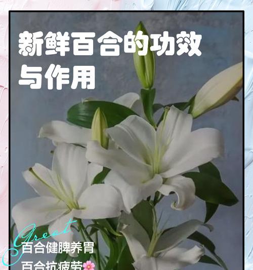 种鲜百合盆子怎么养护好？有哪些注意事项？