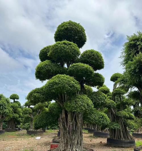 植物剪枝的最佳时机是什么时候？剪枝后如何促进植物恢复？