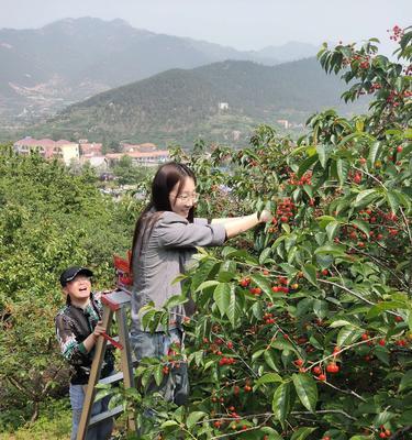 撤掉植物时梯子怎么使用？有哪些安全措施？