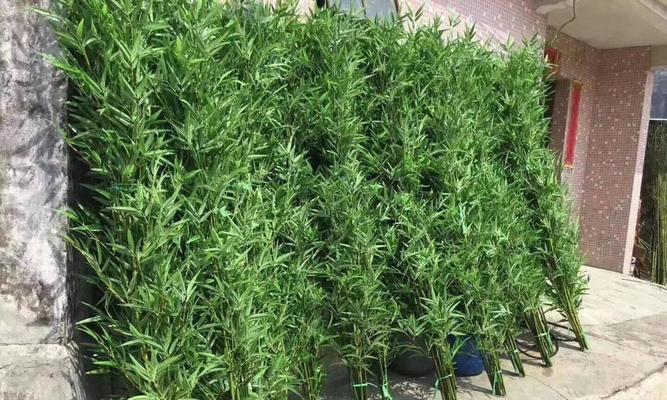 园林挡墙适合种植哪些植物？它们的作用是什么？